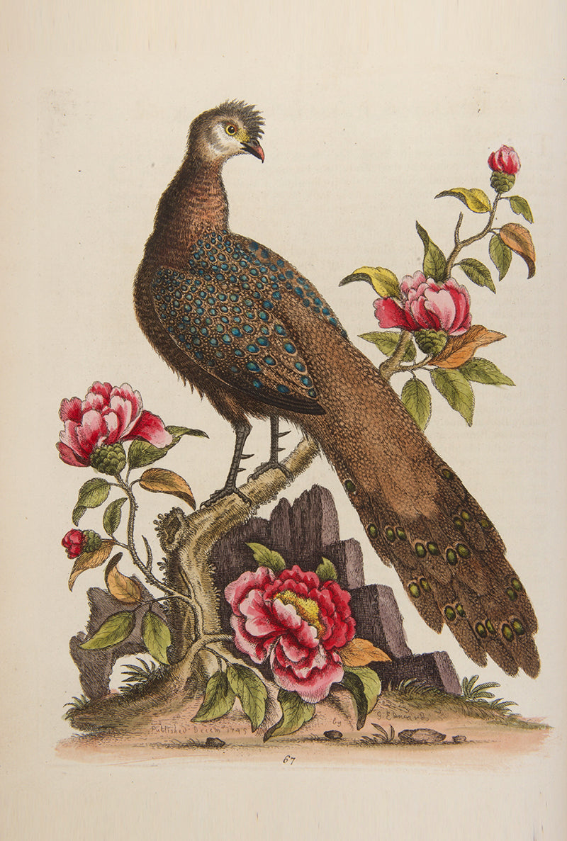 A handsome set of one of the most important of all bird books, George Edwards' Natural History of Uncommon Birds with Gleanings of Natural History, 1743-1806.