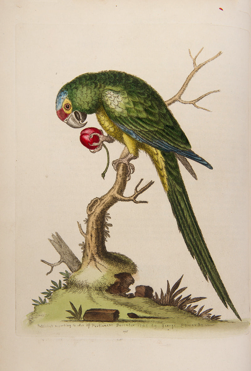 A handsome set of one of the most important of all bird books, George Edwards' Natural History of Uncommon Birds with Gleanings of Natural History, 1743-1806.