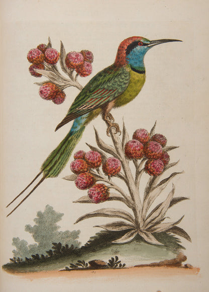A handsome set of one of the most important of all bird books, George Edwards' Natural History of Uncommon Birds with Gleanings of Natural History, 1743-1806.