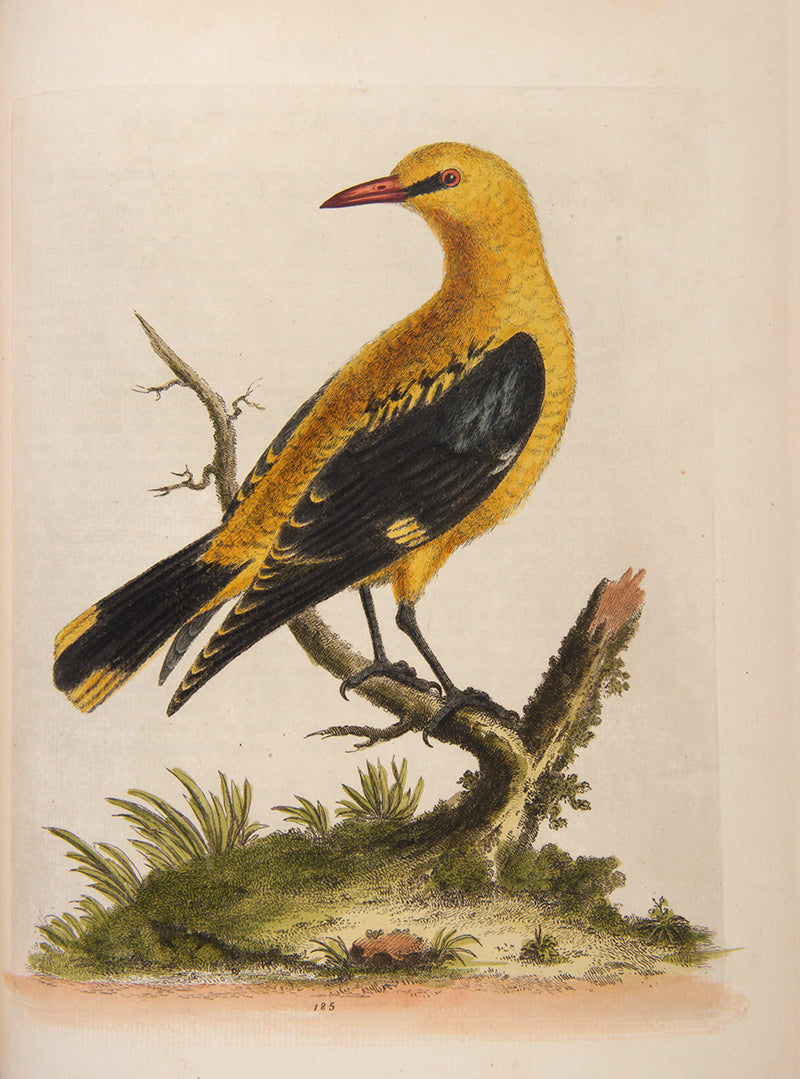A handsome set of one of the most important of all bird books, George Edwards' Natural History of Uncommon Birds with Gleanings of Natural History, 1743-1806.