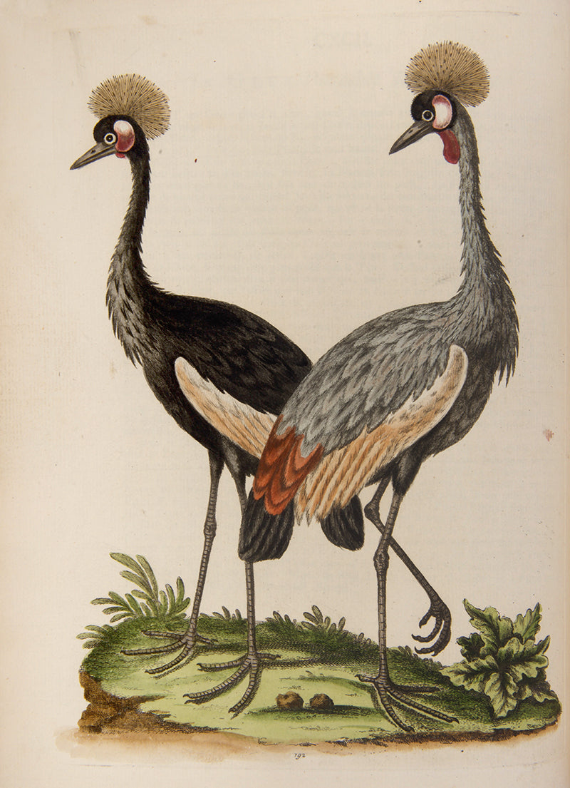 A handsome set of one of the most important of all bird books, George Edwards' Natural History of Uncommon Birds with Gleanings of Natural History, 1743-1806.