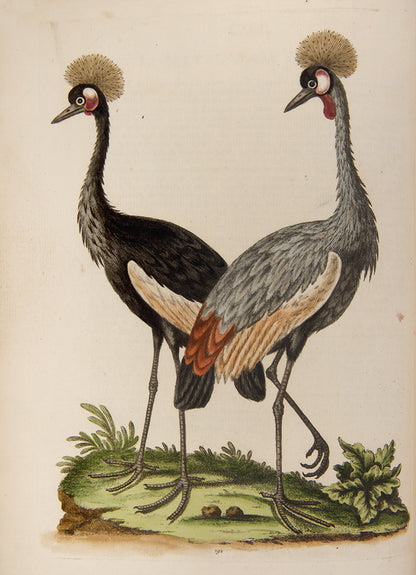 A handsome set of one of the most important of all bird books, George Edwards' Natural History of Uncommon Birds with Gleanings of Natural History, 1743-1806.