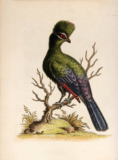 A handsome set of one of the most important of all bird books, George Edwards' Natural History of Uncommon Birds with Gleanings of Natural History, 1743-1806.
