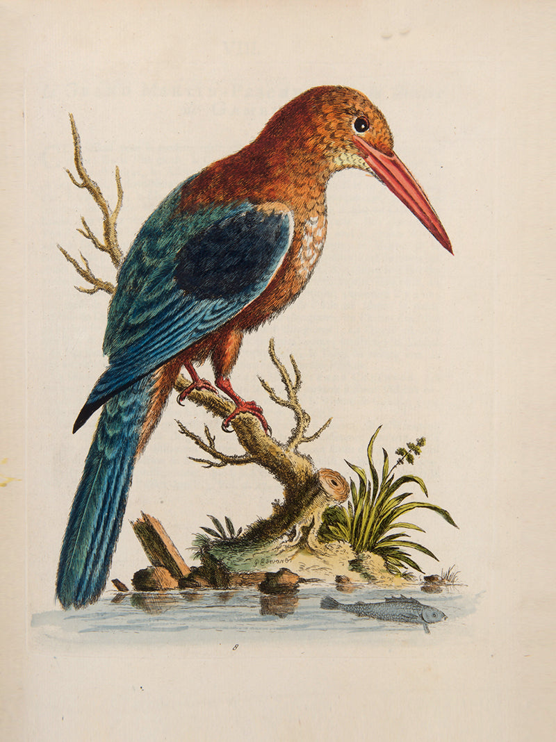 A handsome set of one of the most important of all bird books, George Edwards' Natural History of Uncommon Birds with Gleanings of Natural History, 1743-1806.