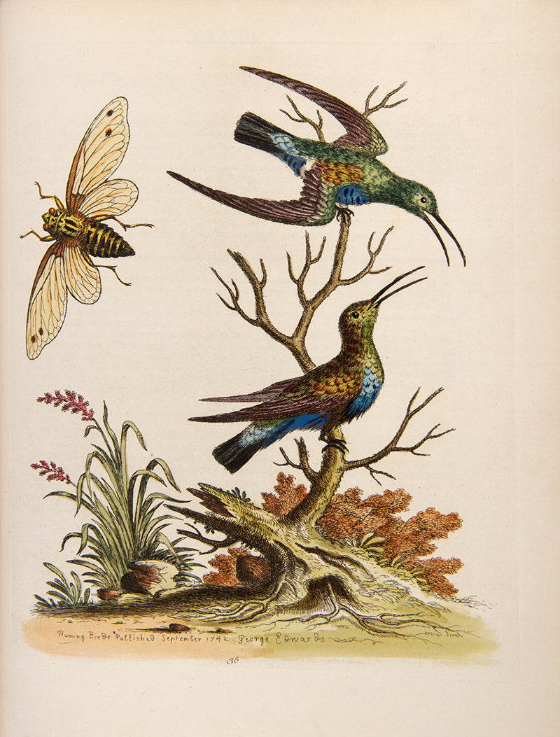 A handsome set of one of the most important of all bird books, George Edwards' Natural History of Uncommon Birds with Gleanings of Natural History, 1743-1806.
