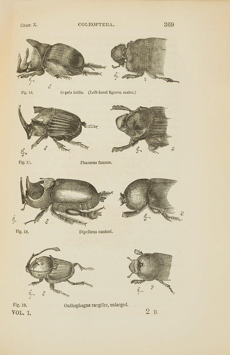 The first edition, first issue of Charles Darwin's Descent of Man, the first appearance of the word evolution in his published works. A very attractive copy in the original cloth.