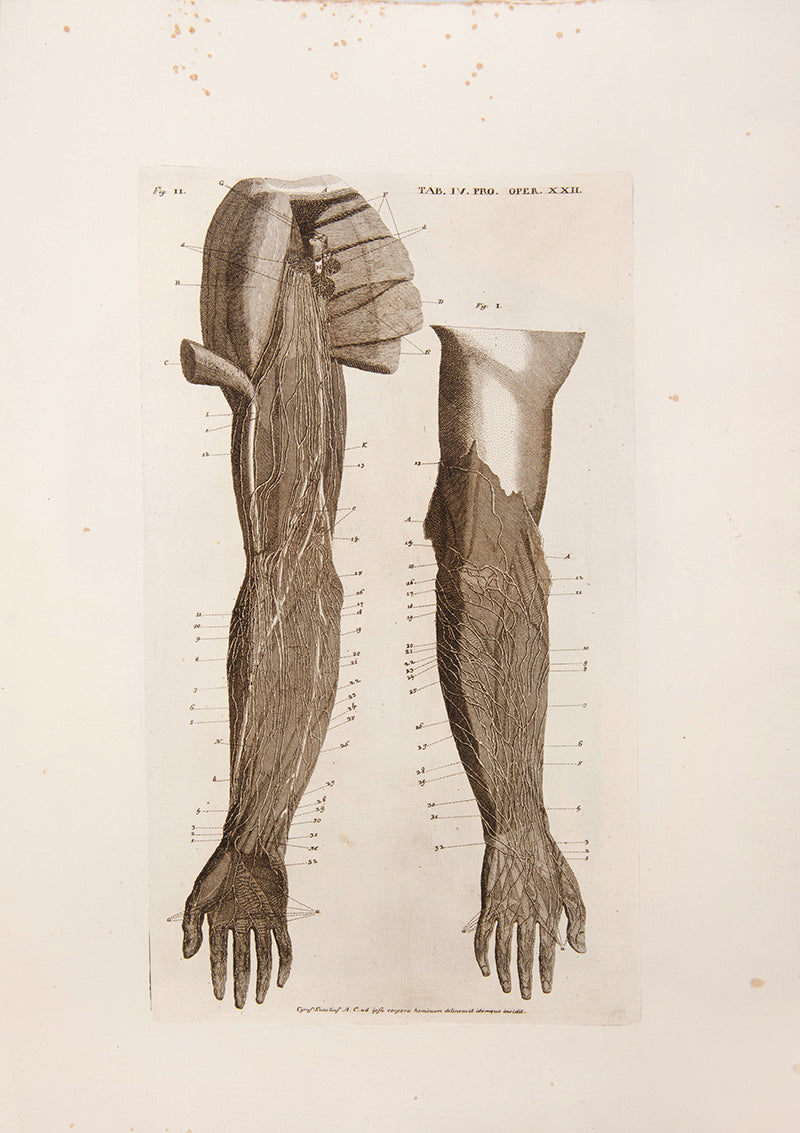 First edition of Paulo Mascagni's groundbreaking anatomical atlas of the lymphatic system, Vasorum Lymphaticorum Corporis Humani, published in 1787.