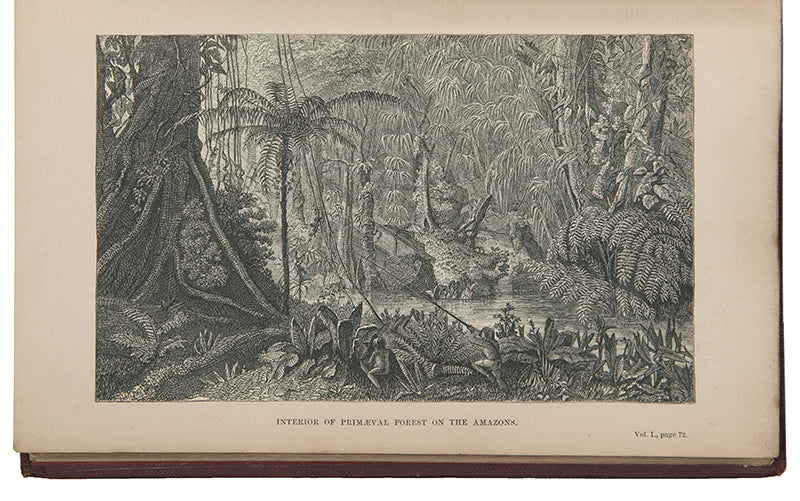 First edition of naturalist Henry Walter Bates's The Naturalist on the Rivers Amazon, a major contribution to the literature of Amazonia by a supporter of Charles Darwin.