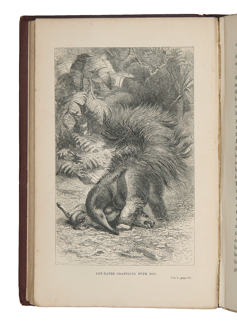 First edition of naturalist Henry Walter Bates's The Naturalist on the Rivers Amazon, a major contribution to the literature of Amazonia by a supporter of Charles Darwin.