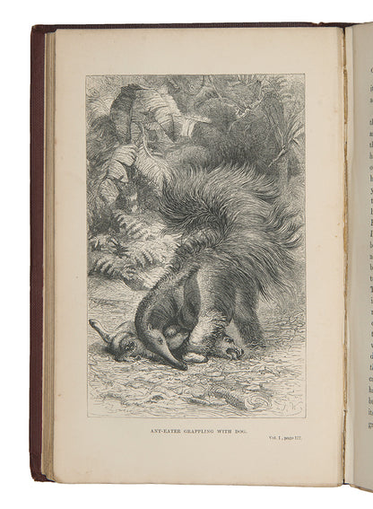 First edition of naturalist Henry Walter Bates's The Naturalist on the Rivers Amazon, a major contribution to the literature of Amazonia by a supporter of Charles Darwin.