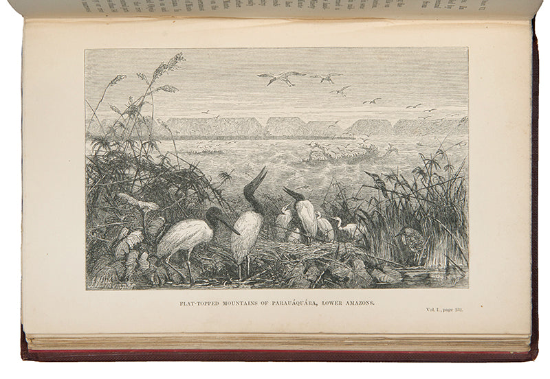 First edition of naturalist Henry Walter Bates's The Naturalist on the Rivers Amazon, a major contribution to the literature of Amazonia by a supporter of Charles Darwin.