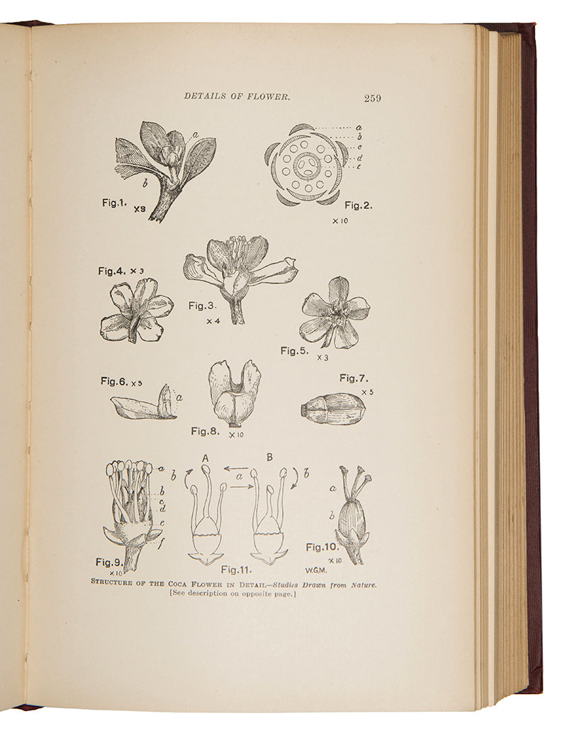 First edition of W. Golden Mortimer's classic work, Peru. History of Coca, the most comprehensive book on the plant and its cultivation and use published up to that time.