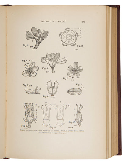 First edition of W. Golden Mortimer's classic work, Peru. History of Coca, the most comprehensive book on the plant and its cultivation and use published up to that time.