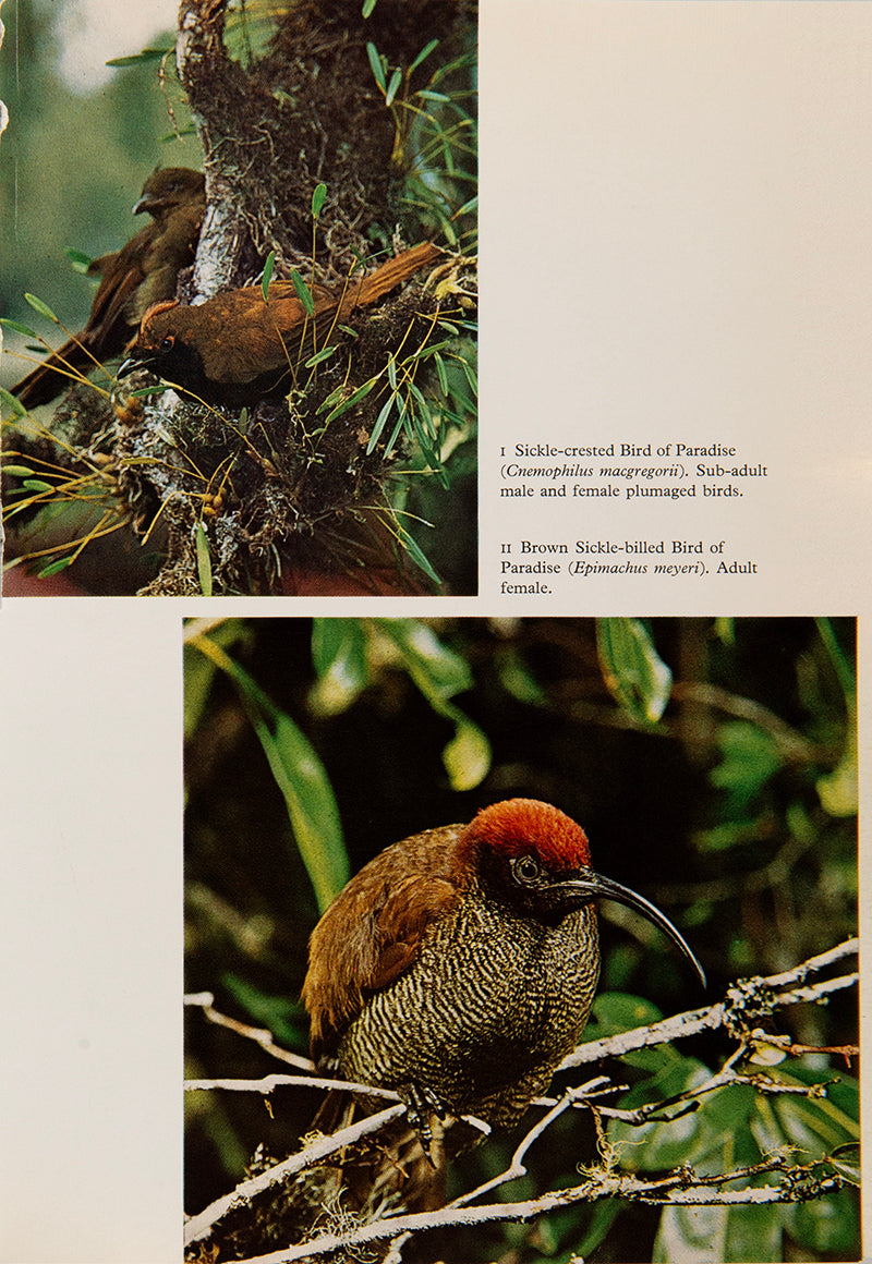 The first US edition of Birds of Paradise and Bower Birds, an important work by E. Thomas Galliard, leading specialist on the birds of New Guinea.