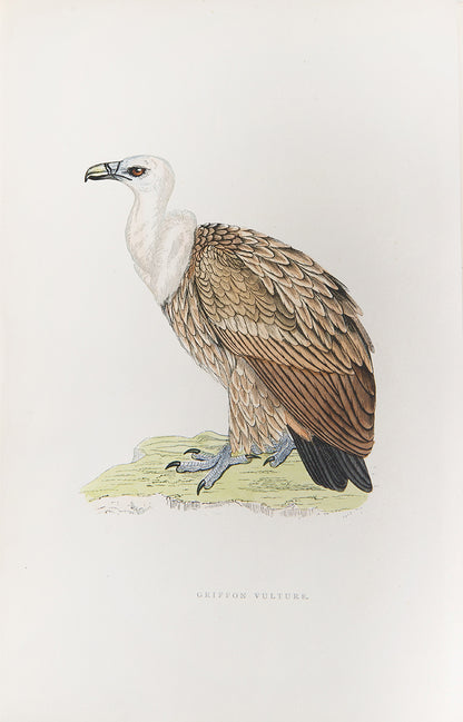 Fourth edition of Francis Orpen Morris's The History of British Birds, the classic standard text on British birds.