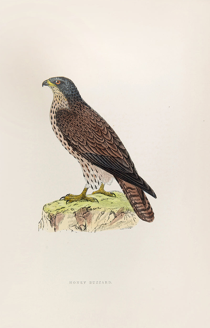 Fourth edition of Francis Orpen Morris's The History of British Birds, the classic standard text on British birds.