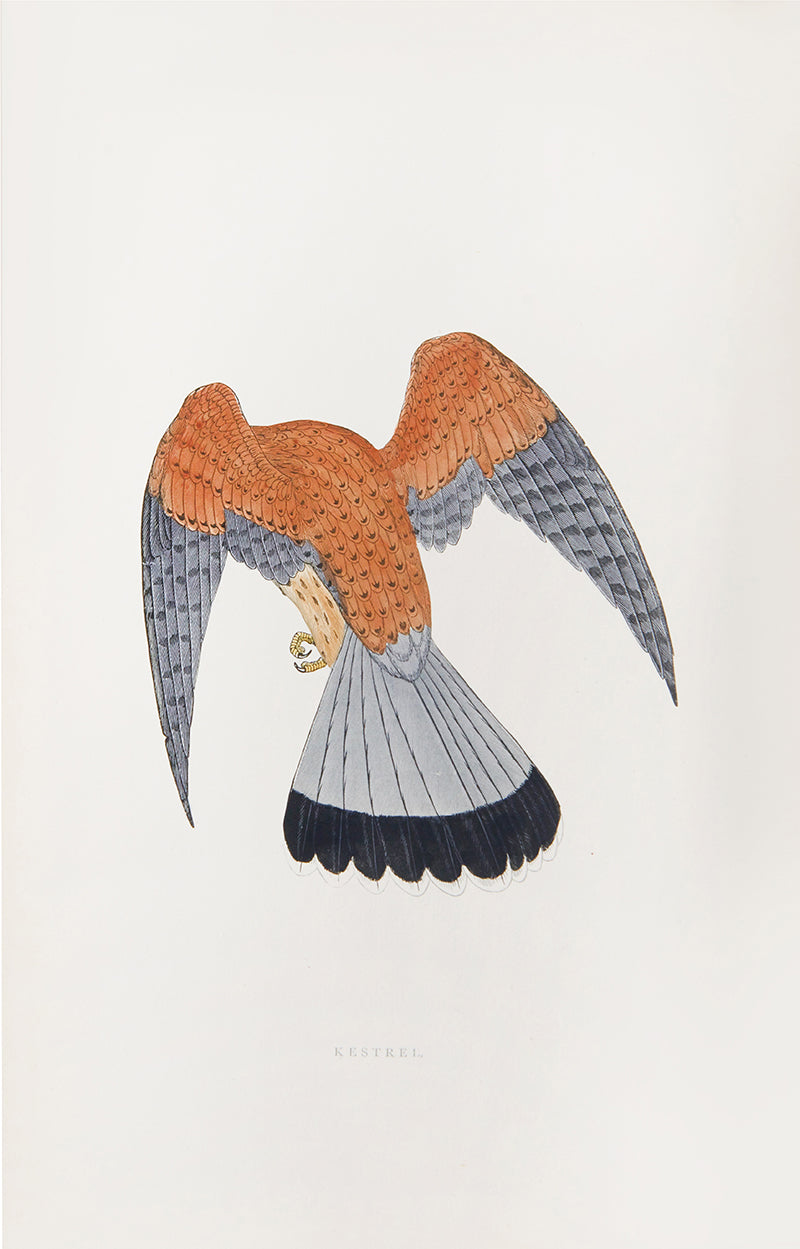 Fourth edition of Francis Orpen Morris's The History of British Birds, the classic standard text on British birds.