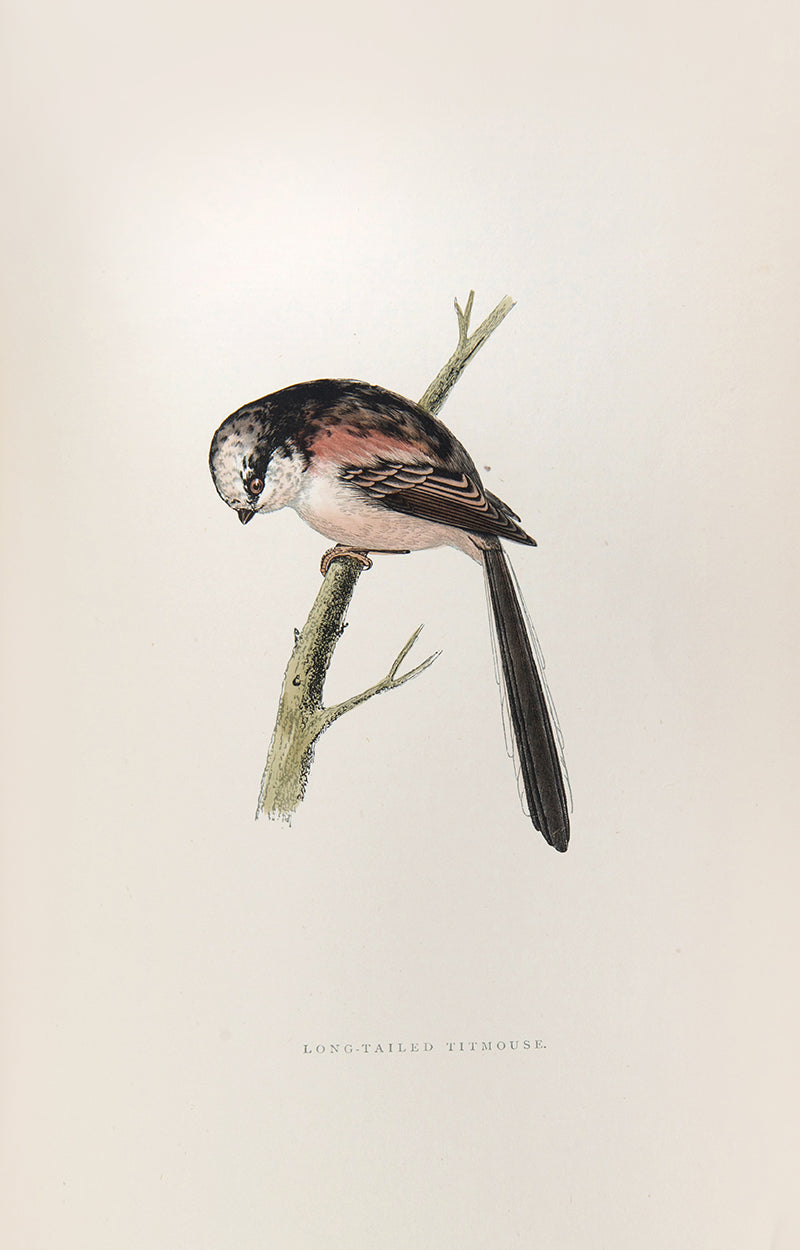 Fourth edition of Francis Orpen Morris's The History of British Birds, the classic standard text on British birds.