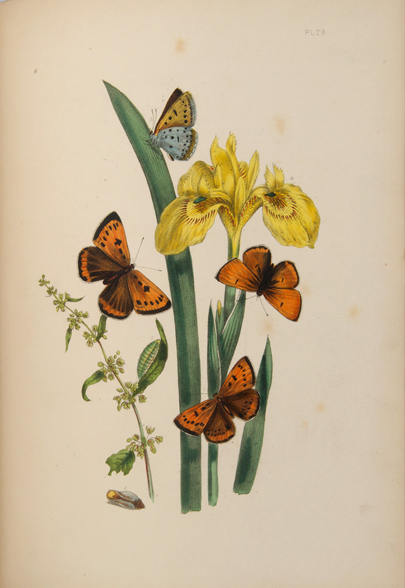 A handsomely bound set of John Obadiah Westwood's British Butterflies and British Moths, the classic colour-plate work on the subject.