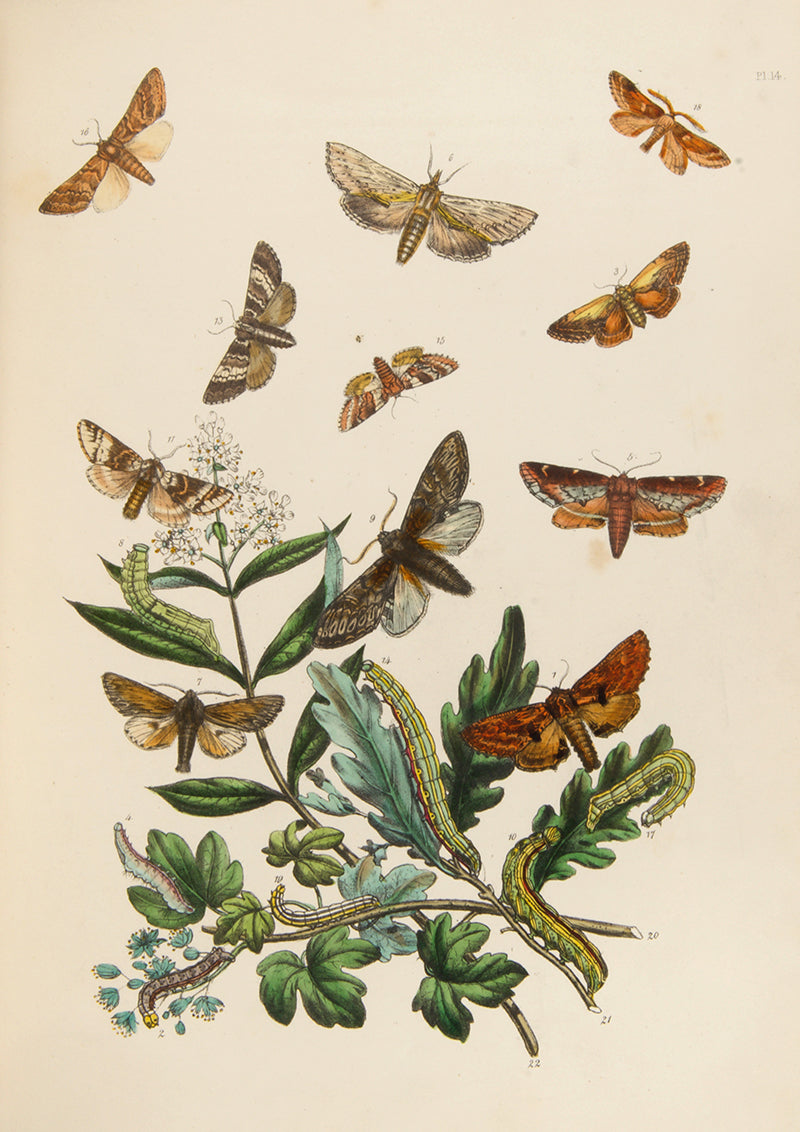 A handsomely bound set of John Obadiah Westwood's British Butterflies and British Moths, the classic colour-plate work on the subject.