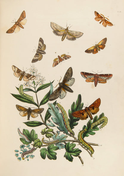 A handsomely bound set of John Obadiah Westwood's British Butterflies and British Moths, the classic colour-plate work on the subject.
