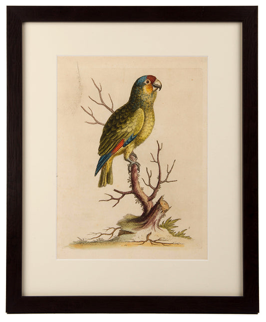 Parrots, a group of six.