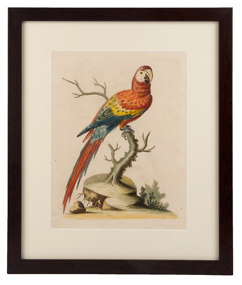 Parrots, a group of six.