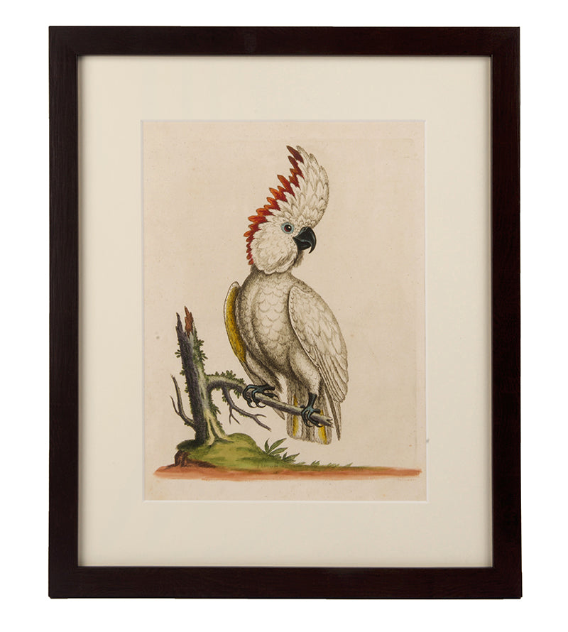 Parrots, a group of six.