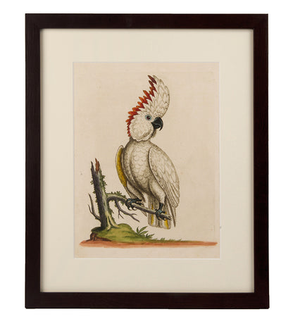 Parrots, a group of six.