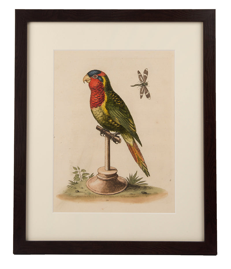 Parrots, a group of six.