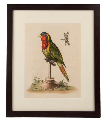 Parrots, a group of six.