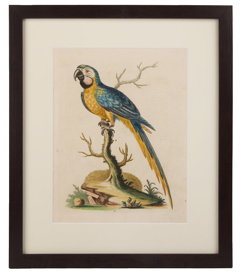 Parrots, a group of six.
