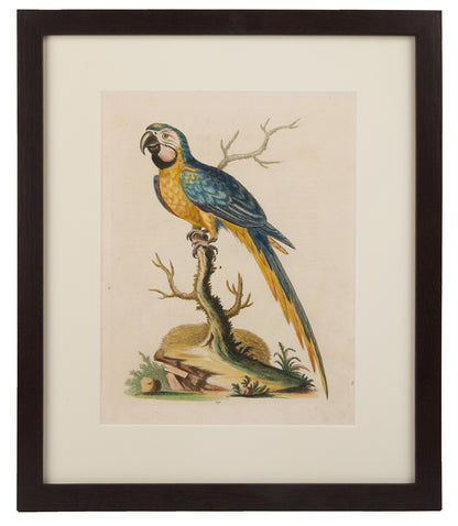 Parrots, a group of six.