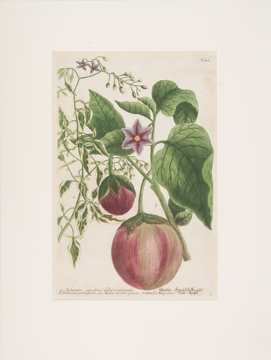 Nightshade-Eggplant.