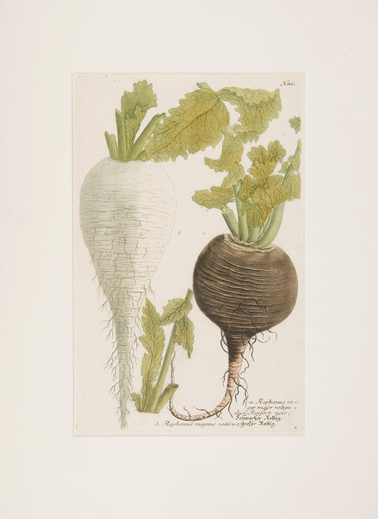 Turnip.