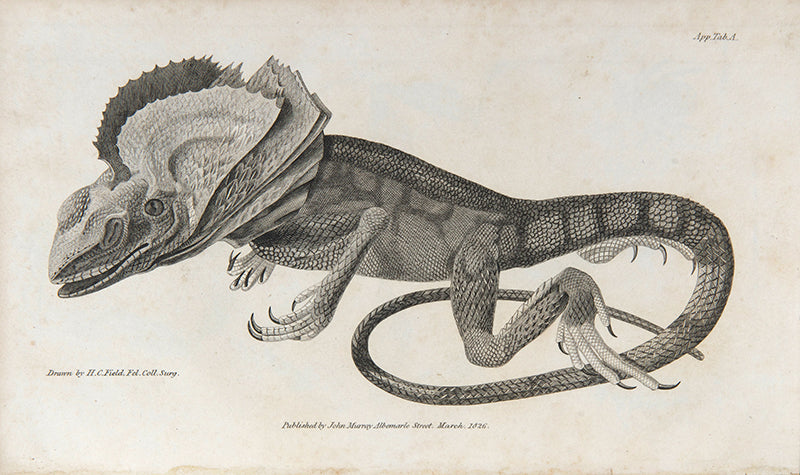 First edition of Narrative of a Survey of the Intertropical and Western Coasts of Australia by Phillip King, in a handsome contemporary binding and with the often missing half titles, errata leaf, and final colophon.