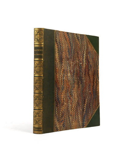 British Butterflies and Their Transformations.