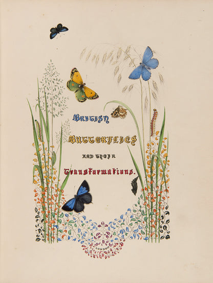 British Butterflies and Their Transformations.