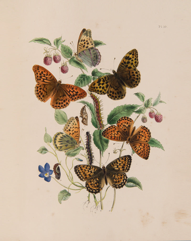 British Butterflies and Their Transformations.