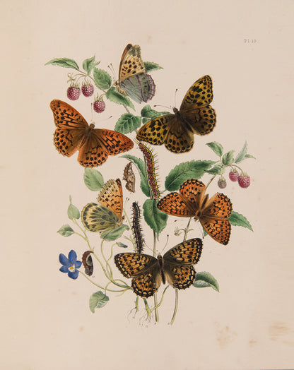 British Butterflies and Their Transformations.