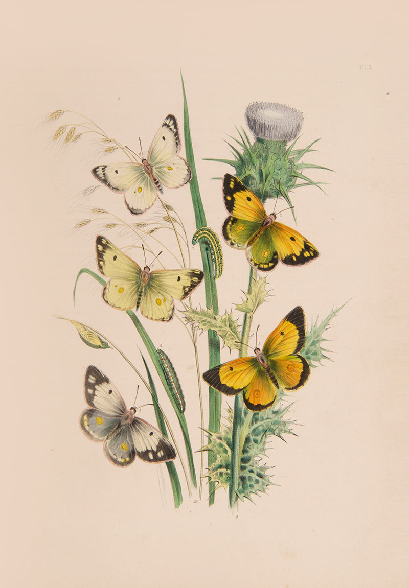 British Butterflies and Their Transformations.