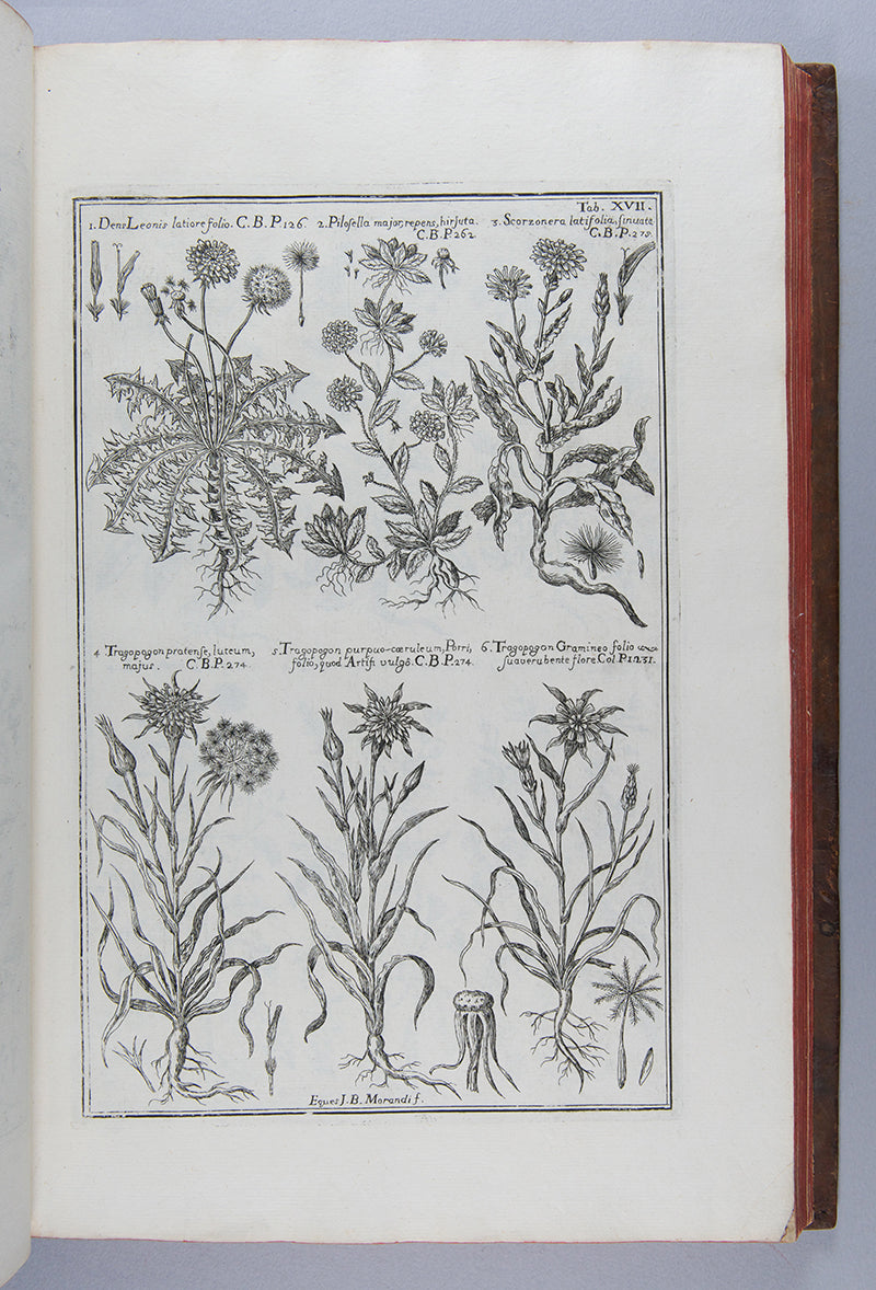 The uncommon first edition of the important and splendidly illustrated medical herbal Historia Botanica Practica by Giambattista Morandi.