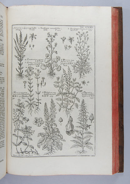 The uncommon first edition of the important and splendidly illustrated medical herbal Historia Botanica Practica by Giambattista Morandi.