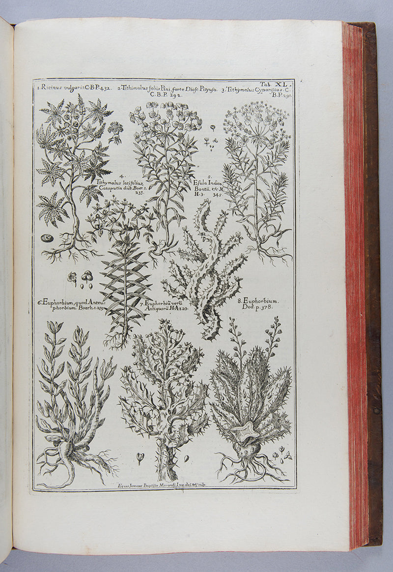 The uncommon first edition of the important and splendidly illustrated medical herbal Historia Botanica Practica by Giambattista Morandi.