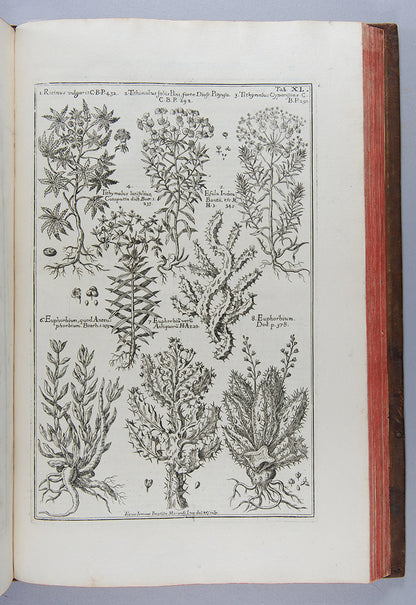 The uncommon first edition of the important and splendidly illustrated medical herbal Historia Botanica Practica by Giambattista Morandi.