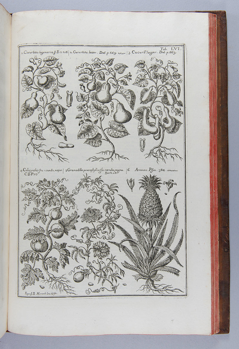 The uncommon first edition of the important and splendidly illustrated medical herbal Historia Botanica Practica by Giambattista Morandi.