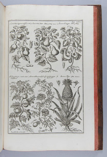 The uncommon first edition of the important and splendidly illustrated medical herbal Historia Botanica Practica by Giambattista Morandi.