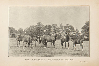 The Horse from Birth to Old Age b Sara Buckman-Linard, a scarce work with 17 illustrations of Arab horses from the Crabbet and Sheykh Obeyd studs. 