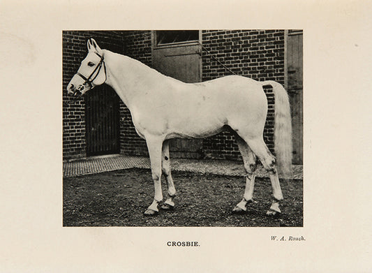 First edition of the first volume of The Arab Horse Stud Book commissioned by the Arab Horse Society, with 12 illustrations of Arab horses.