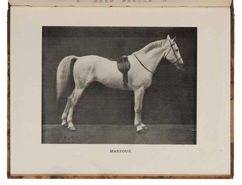 First edition of the first volume of The Arab Horse Stud Book commissioned by the Arab Horse Society, with 12 illustrations of Arab horses.